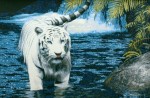 Картина "Тигр в воде"